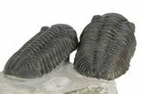 Two Large Pedinopariops Trilobites - Top Quality Specimen #254774-7